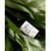 CROOZ Nail Elixir tea tree для лікування оніхолізису, 15 мл - Фото 1